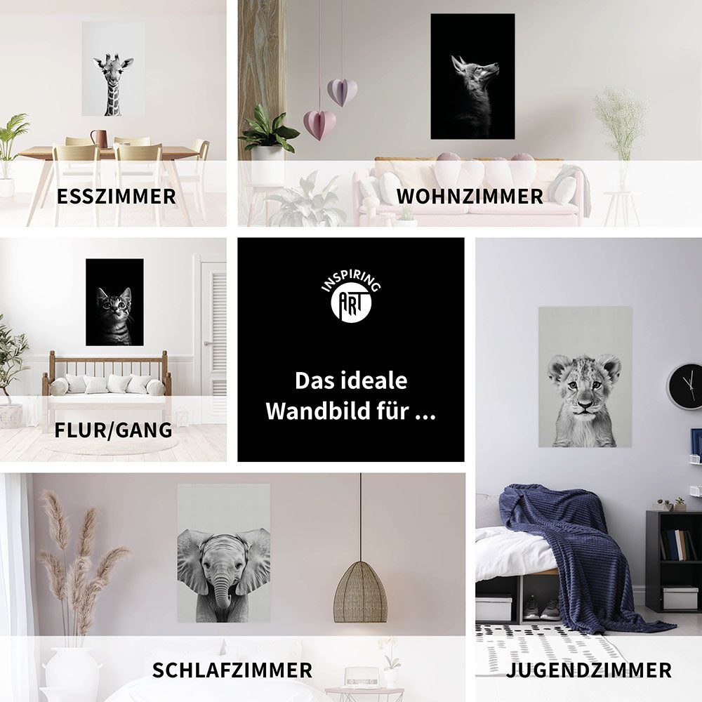 Poster: Tierporträt junger Tiger "Zuko" in Schwarz-Weiß