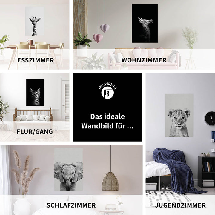 Poster: Tierporträt junger Tiger "Zuko" in Schwarz-Weiß